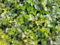 Preview: teppich goldbeere waldsteinia ternarta